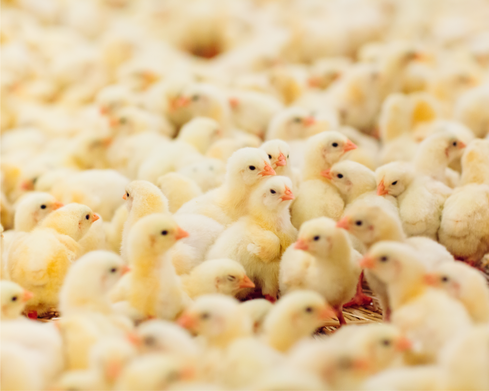 Shipping Day-old Chicks Cover