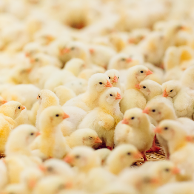 Shipping Day-old Chicks Cover